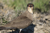 Νεροχελιδονο Collared pratincole Glareola pratincola