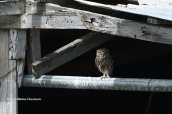 Κουκουβαγια (Athene noctua)