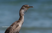 Θαλασσοκορακας (Phalacrocorax aristotelis) μπλεγμενος με αγκιστρια στη λιμνοθαλασσα Ωρωπου
