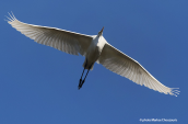 Αργυροτσικνιας (Egretta alba) στον Βοιωτικο Κηφισο