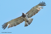 Φιδαετος(Circaetus gallicus) στη Βραυρωνα