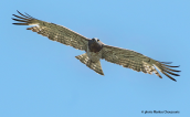 Φιδαετος(Circaetus gallicus) στη Βραυρωνα