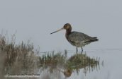 Λιμοζα-Limosa limosa