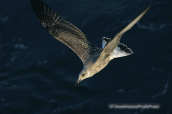 Ασημογλαρος(νεαρος)-Larus cachinnans