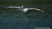 Αργυροπελεκανος-Pelecanus crispus