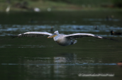 Αργυροπελεκανος-Pelecanus crispus