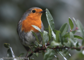 Κοκκινολαιμης-Erithacus rubecula