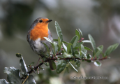 Κοκκινολαιμης-Erithacus rubecula