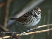Καλαμοτσιχλονο-Emberiza schoeniclus