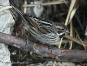 Καλαμοτσιχλονο-Emberiza schoeniclus