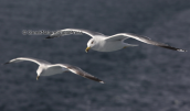 Ασημογλαρος (Larus cachinnans)