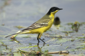 Κιτρινοσουσουραδα (Motacilla flava)