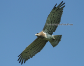 Φιδαετος (Circaetus gallicus)