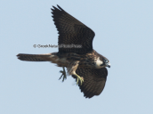 Μαυροπετριτης (Falco eleonorae)