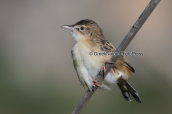 Κιστικολη (Cisticola juncidis)