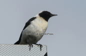 Ασπροκωλινα (Oenanthe hispanica)