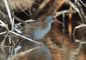 Νεροκοτσελα (Rallus aquaticus) στο Σχινια