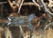 Νεροκοτσελα (Rallus aquaticus) στο Σχινια