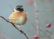 Μαυρολαιμης (Saxicola torquata) στη Στυμφαλια