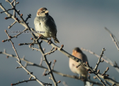 Χωραφοσπουργιτης (Passer hispaniolensis) στη Στυμφαλια