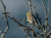 Σιρλοτσιχλονο (Emberiza cirlus) στη Στυμφαλια