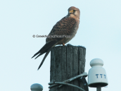 Βραχοκιρκινεζο (Falco tinnunculus) στη λιμνοθαλασσα Ωρωπου