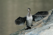 Λαγγονα (Phalacrocorax pygmeus) στο παρκο Αντωνης Τριτσης στην Αθηνα