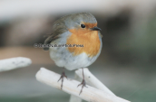 Κοκκινολαιμης (Erithacus rubecula)