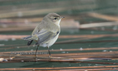 Δεντροφυλλοσκοπος (Phylloscopus collybita)
