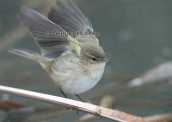 Δεντροφυλλοσκοπος (Phylloscopus collybita)