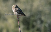 Κουκουβαγια (Athene noctua)