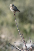 Κουκουβαγια (Athene noctua)