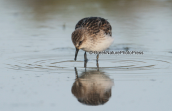 Νανοσκαλιδρα (Calidris minuta) στη λιμνοθαλασσα Ωρωπου
