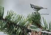 Λοφιοπαπαδιτσα (Parus cristatus) στον Ολυμπο