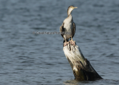 Θαλασσοκορακας (Phalacrocorax aristotelis) στη λιμνοθαλασσα Ωρωπου