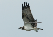 Ψαραετος (Pandion haliaetus) στη λιμνοθαλασσα Ωρωπου