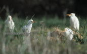 Γελαδαρηδες (Bubulcus ibis) στο δασος της Στροφυλιας