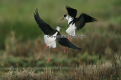 Καλαμοκαναδες (Himantopus himantopus) στη λιμνοθαλασσα Ωρωπου