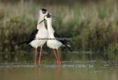 Καλαμοκαναδες (Himantopus himantopus) στη λιμνοθαλασσα Ωρωπου