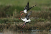 Καλαμοκαναδες (Himantopus himantopus) στη λιμνοθαλασσα Ωρωπου