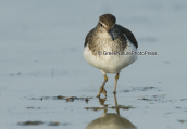Ακτιτης (Actitis hypoleucos) στη λιμνοθαλασσα Ωρωπου