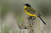 Κιτρινοσουσουραδα (Motacilla flava) στη λιμνοθαλασσα Ωρωπου