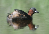 Νανοβουτηχταρι (Tachybaptus ruficollis) στο Σχινια