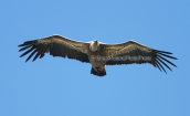Ορνιο (Gyps fulvus) στο Γκιγκιλο στη Κρητη