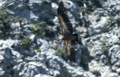 Ορνιο (Gyps fulvus) στο Γκιγκιλο στη Κρητη