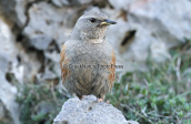 Χιονοψάλτης (Prunella collaris) στο Γκιγκιλο στη Κρητη