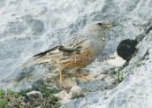 Χιονοψάλτης (Prunella collaris) στο Γκιγκιλο στη Κρητη