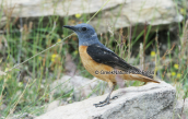 Πυρροκοτσυφας (Monticola saxatilis)