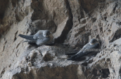 Βραχοχελιδονα (Ptyonoprogne rupestris) στις λιμνες των Πρεσπων