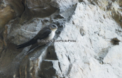 Βραχοχελιδονο (Ptyonoprogne rupestris) στις λιμνες των Πρεσπων